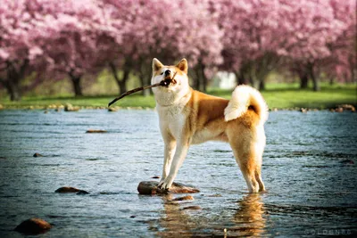 Смешные Портрет Акита Ину Японская Порода Собак, Выглядит Улыбается На  Изолированных Черный Фон, Вид Спереди Фотография, картинки, изображения и  сток-фотография без роялти. Image 85102705