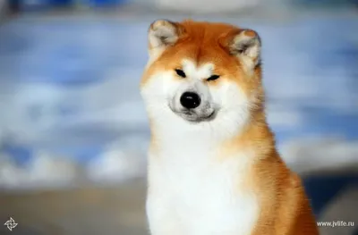 акита ину или шиба ину собака милый питомец японской породы смешной  домашний щенок Иллюстрация вектора - иллюстрации насчитывающей характер,  меховой: 215962551