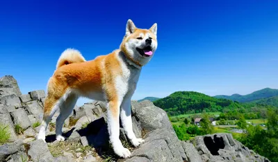 Японская собака Акита-ину - visitjapan.ru