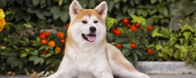 Порода собак японская акита фото фотографии