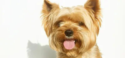 Йоркширский терьер: все о собаке, фото породы, характер йорков