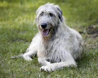 Ирландский волкодав (Irish Wolfhound) - это большая, бесстрашная и сильная порода  собак. Отзывы, описание и фото породы.