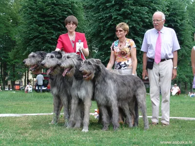 Ирландский волкодав (Irish Wolfhound) - это большая, бесстрашная и сильная порода  собак. Отзывы, описание и фото породы.