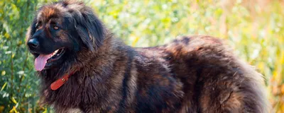 Ирландский волкодав - описание породы собак: характер, особенности  поведения, размер, отзывы и фото - Питомцы Mail.ru