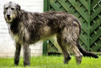 Ирландский волкодав - фото, щенки и описание породы | Характеристика |  Pet-Yes