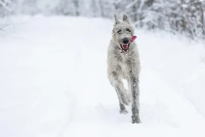 Ирландский волкодав (Irish Wolfhound) - это большая, бесстрашная и сильная порода  собак. Отзывы, описание и фото породы.