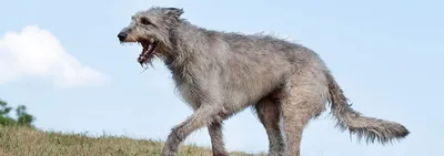 25 фото ирландских волкодавов, после просмотра которых хочется завести хотя  бы одного такого добродушного великана | Beautiful dogs, Large dog breeds,  Pet dogs