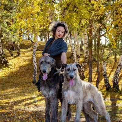 Ирландский волкодав (45 фото собак): описание породы, размеры, черты  характера, стандарты, уход, интересные факты