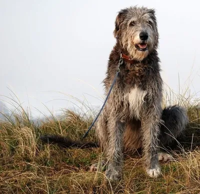 Описание породы собак - Ирландский волкодав