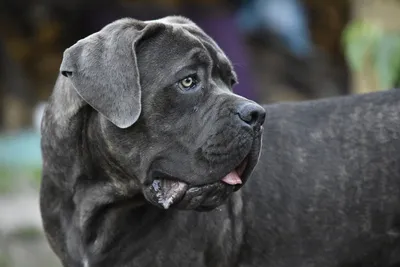 Кане-корсо - описание породы собак: характер, особенности поведения,  размер, отзывы и фото - Питомцы Mail.ru