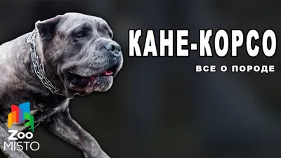 Умирающих от голода собак породы кане корсо нашли в недостроенном доме на  Кубани - KrasnodarMedia.ru