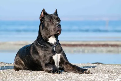 Кане корсо (Cane Corso) – это бесстрашная и очень преданная порода собак.  Описание, фото, отзывы владельцев.