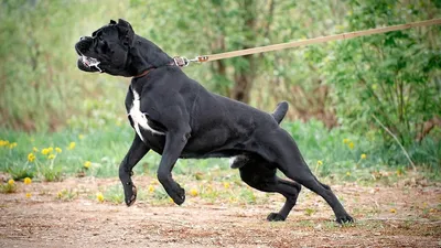 Купить картину-постер \"Черная бойцовская собака породы кане-корсо\" с  доставкой недорого | Интернет-магазин \"АртПостер\"