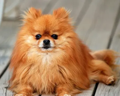 Померанский шпиц (карликовый шпиц, Pomeranian) - фото, описание породы,  цены, отзывы владельцев