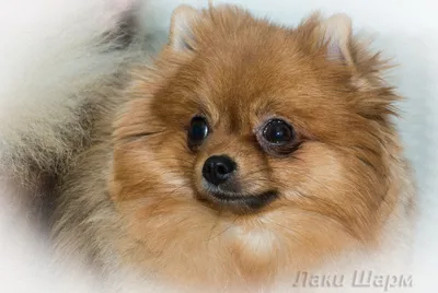Померанский шпиц: описание породы, как выглядит взрослая собака и щенок
