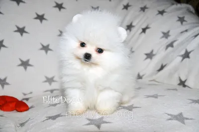 Белый померанский шпиц. Puppy white Pomeranian. www.elitdog.com - YouTube |  Померанский шпиц, Щенок померанского шпица, Самые милые животные