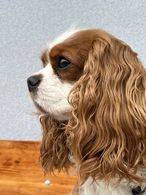 Кавалер Кинг Чарльз Спаниель: самая популярная порода собак» — создано в  Шедевруме