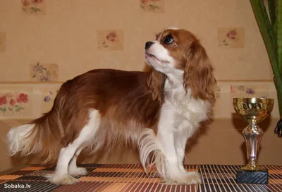 Кавалер-кинг-чарльз-спаниель: фото, описание породы | Royal Canin