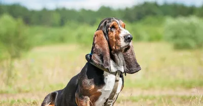 Бассет хаунд (Basset Hound) - собаки интересны, любознательны и прекрасно  относятся к детям.