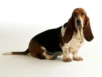 Порода собак бассет-хаунд — описание, характер, особенности содержания