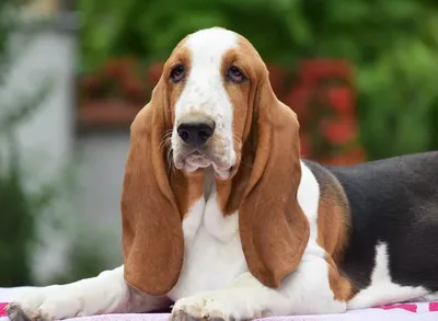 Бассет хаунд (Basset Hound) - собаки интересны, любознательны и прекрасно  относятся к детям.