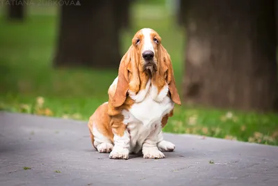 Бассет-хаунд собака: фото, характер, описание породы