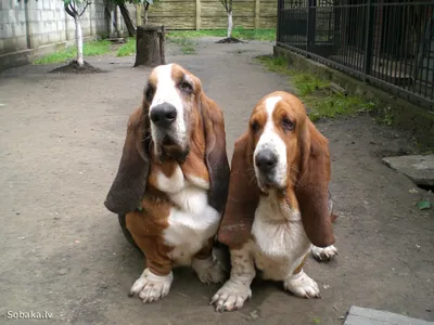 Бассет хаунд (Basset Hound) - собаки интересны, любознательны и прекрасно  относятся к детям.