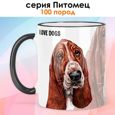 Немецкая гончая (German Hound) (Породы собак) охотничьи собаки, гончие  собаки, охотничьи породы собак, гончая фото, охотничьи породы, охотничьи  собаки фото, немецкая гончая фото, немецкая гончая с Энциклопедия о  животных EGIDA.BY