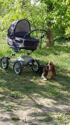 Бассет хаунд (Basset Hound) - собаки интересны, любознательны и прекрасно  относятся к детям.