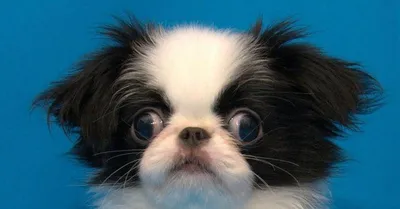 Цены собаки королевский дог | Dog breeds, Small dog breeds, Japanese chin  dog