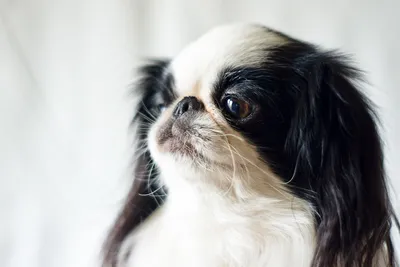 Японский хин собака: фото, характер, описание породы