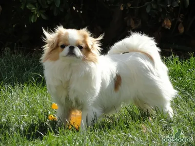 Пропала собака Маленькая бело-черная японский хин, Ариша. Помогите! |  Pet911.ru