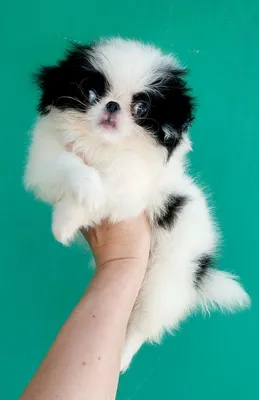 Японский хин / Japanese Chin (Japanese Spaniel) - PetsPoint.ru