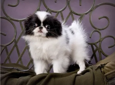 Японский хин (Japanese Chin) - порода умная, игривая и веселая. Описание,  фото и отзывы о собаке.