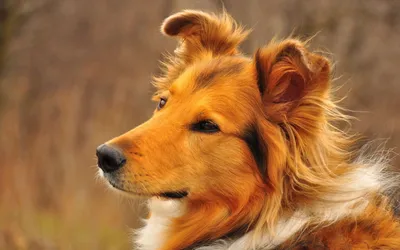 Порода собак хорхе - 72 фото
