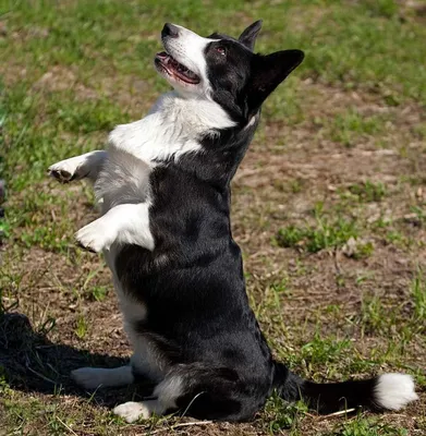 Купить вольер для собак Dog Land 120x120x60 174110, цены на Мегамаркет |  Артикул: 100023598872