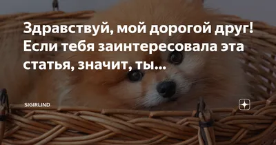 Хорхе Эмилио Рей Цвергшнауцер Щенок Schnoodle Ветеринар, щенок, животные,  плотоядный png | PNGEgg