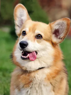 Файл:Pembroke Welsh Corgi dog.jpg — Википедия