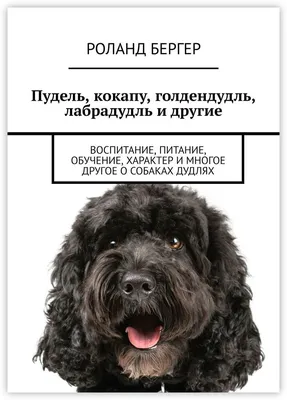 Кокапу – фото собаки, описание породы, цена щенков