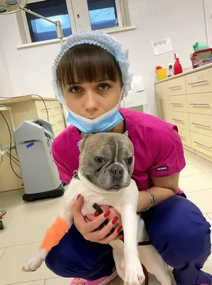 Питомник шнауцеров Трэлс (Kennel Trels. Schnauzer and Miniature Schnauzer)  | Moscow