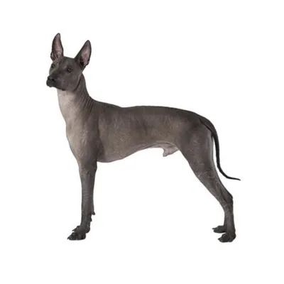 Мексиканская голая собака средняя (Ксолоитцкуинтли)