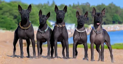 Xoloitzcuintle - Ксолоитцкуинтли( мексиканская голая собака) | Perro  xoloitzcuintle, Perros raros, Perro peruano