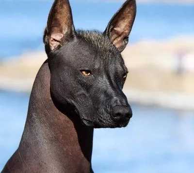 Ксолоитцкуинтли — древняя порода собак, которая является национальным  достоянием Мексики | ВКонтакте