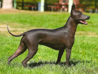 Мексиканская лысая собака породы Ксолоитцкуинтли | Пикабу