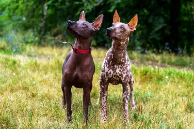 Идеи для жизни - Ксолоитцкуинтли — древняя порода собак,... | Facebook