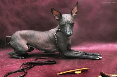 Ксолоитцкуинтли: порода собак, которая любит людей» — создано в Шедевруме