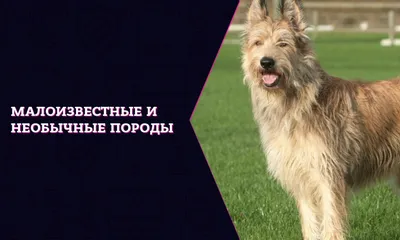 Бесшерстные породы собак - Питомцы Mail.ru