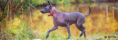 Ксолоитцкуинтли - это порода собак, …» — создано в Шедевруме