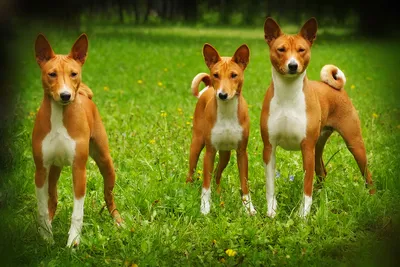 Язык сломаешь. 10 пород собак с ну очень странными названиями | Питомцы  Mail.ru | Дзен