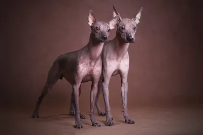 Ксолоитцкуинтли (ксоло) - описание породы, размеры и фото собаки | Цена  щенков ксолоитцкуинтли | Pet-Yes